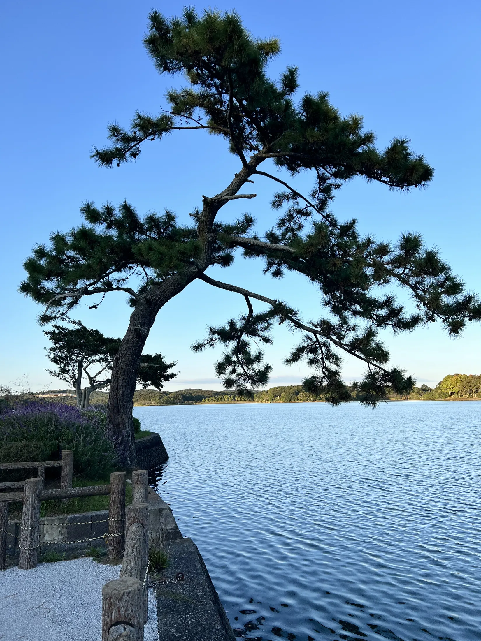 A solitary pine tree standing in soft natural light